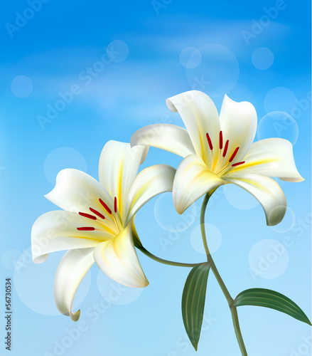 Vector: Holiday background with two white lilies. Vector. Holiday background with two white lilies. Vector.