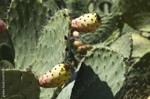 Photo: Opuntia cactus with fruit Opuntia cactus with fruit