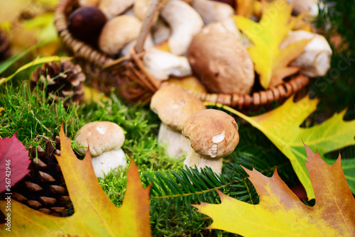 Photo: Waldpilze Waldpilze