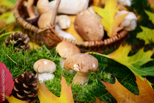 Photo: Wald,Pilze Wald,Pilze