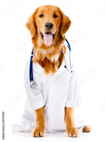 Photo: Dog dressed as a Doctor Dog dressed as a Doctor