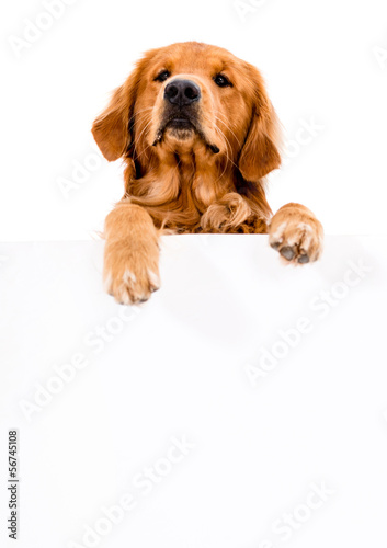 Photo: Dog with a banner Dog with a banner
