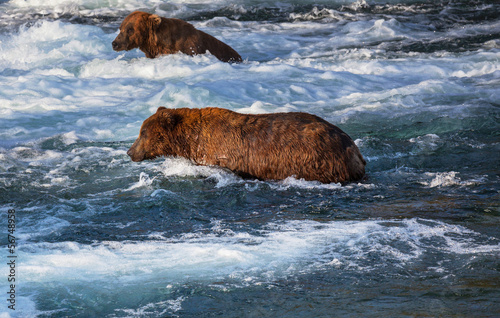 Photo: Bear on Alaska Bear on Alaska