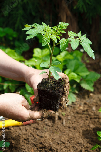 Photo: Plant de tomate bio Plant de tomate bio