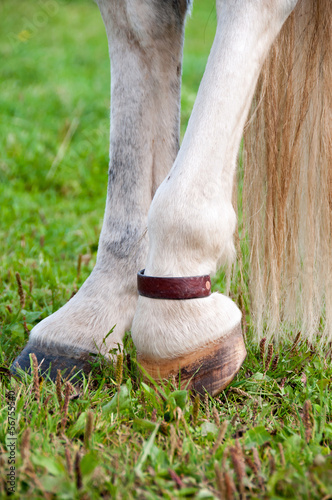 Photo: Equine Copper pastern strap Equine Copper pastern strap