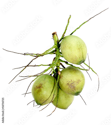 Photo: Coconut fruit isolated Coconut fruit isolated