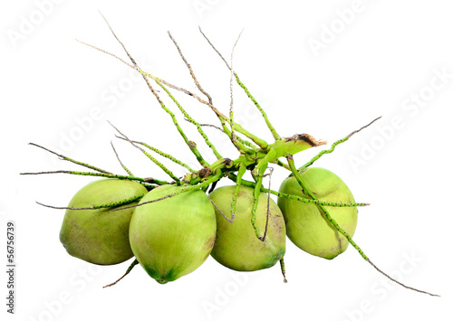 Photo: Coconut fruit isolated Coconut fruit isolated