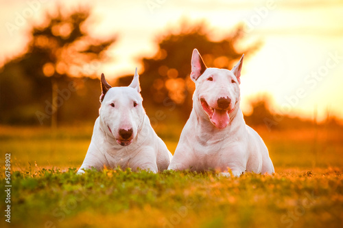 Photo: two english bull terrier dogs at sunset two english bull terrier dogs at sunset