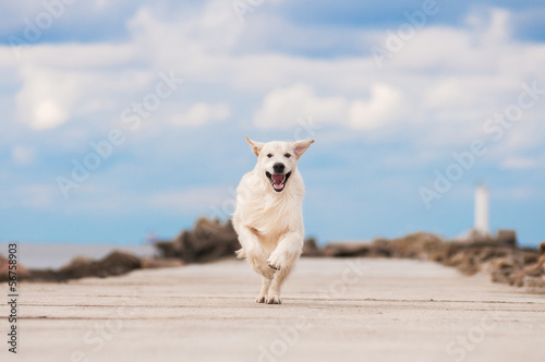 Photo: happy golden retriever dog running outside happy golden retriever dog running outside