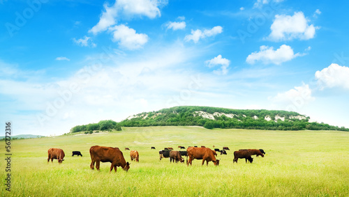 Photo: Cow on green meadow. Cow on green meadow.