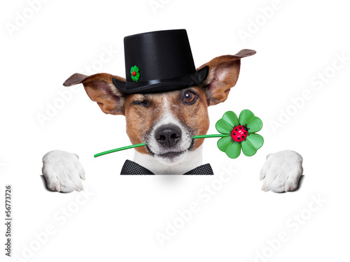 Photo: lucky dog lucky dog