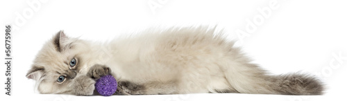Photo: Side view of a British Longhair kitten lying, playing with ball Side view of a British Longhair kitten lying, playing with ball