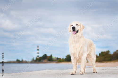 Photo: golden retriever dog standing golden retriever dog standing
