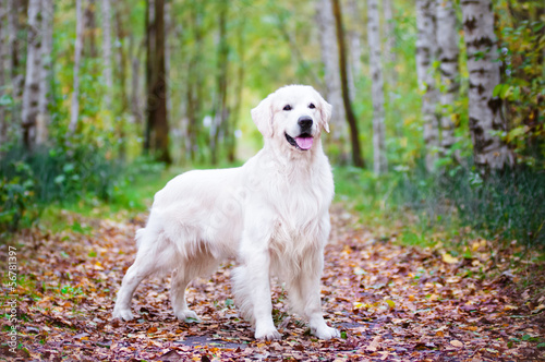 Photo: golden retriever dog in the forest golden retriever dog in the forest