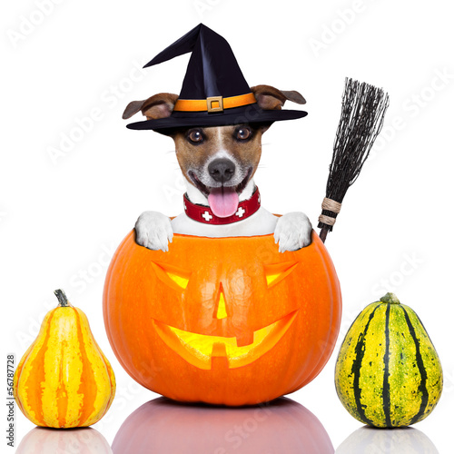 Photo: halloween dog as witch halloween dog as witch