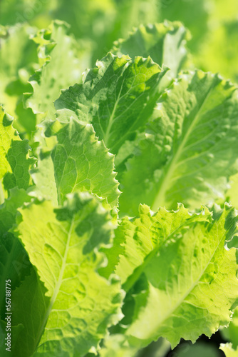 Photo: Organic Lettuce Organic Lettuce
