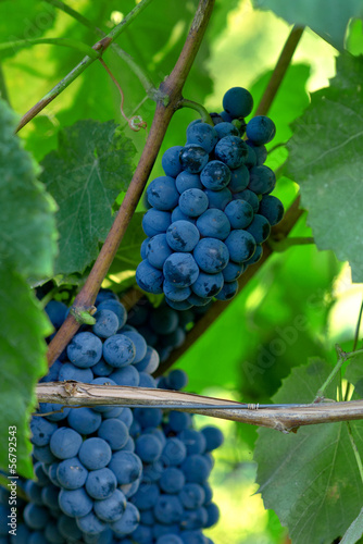Photo: Wine grapes Wine grapes