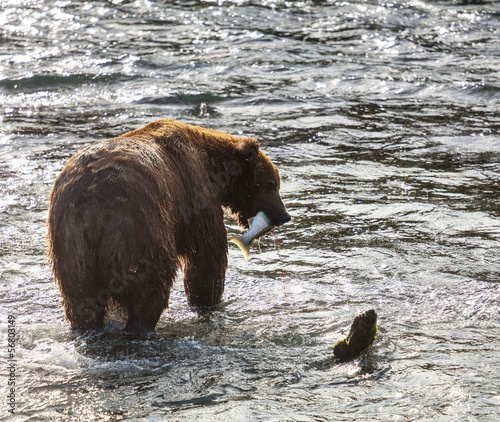Photo: Bear on Alaska Bear on Alaska