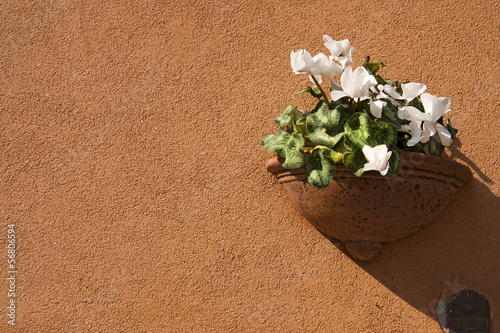 Photo: Flower Pot on Orange Wall Flower Pot on Orange Wall