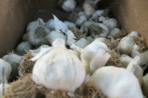Photo: garlic garlic