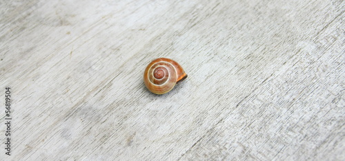 Photo: coquille d'escargot rose, colimaçon coquille d'escargot rose, colimaçon