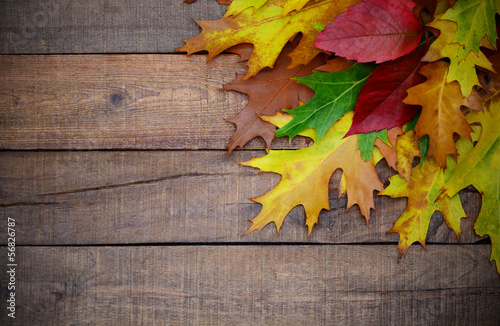 Photo: Herbstblätter Herbstblätter
