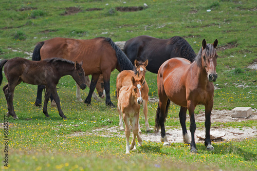 Photo: Horses Horses