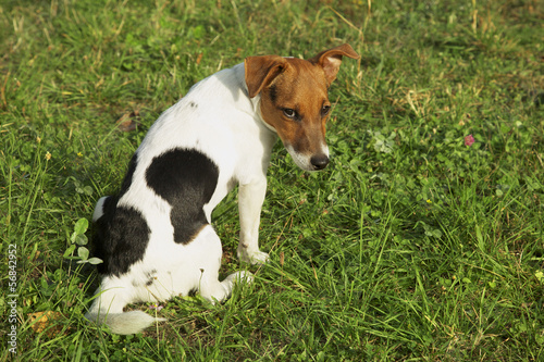 Photo: Jack Russel puppy sad Jack Russel puppy sad