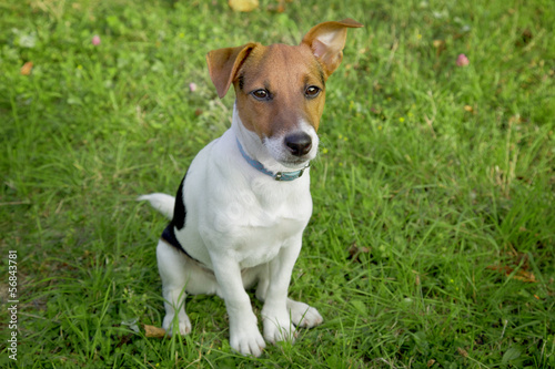 Photo: Jack Russel puppy obedient Jack Russel puppy obedient