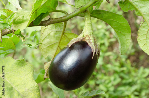 Photo: Eggplant Eggplant