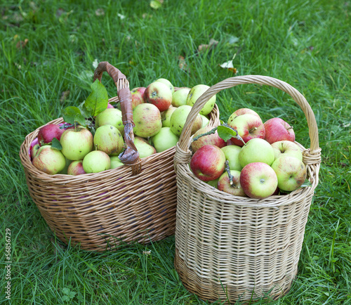 Photo: Obstkorb Obstkorb