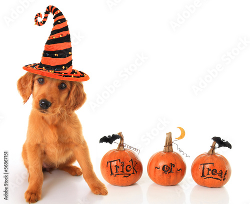 Photo: Halloween puppy Halloween puppy