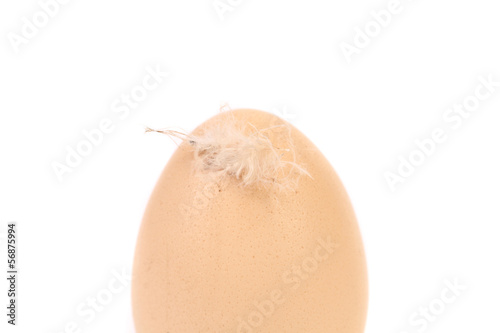 Photo: One brown egg with feather One brown egg with feather