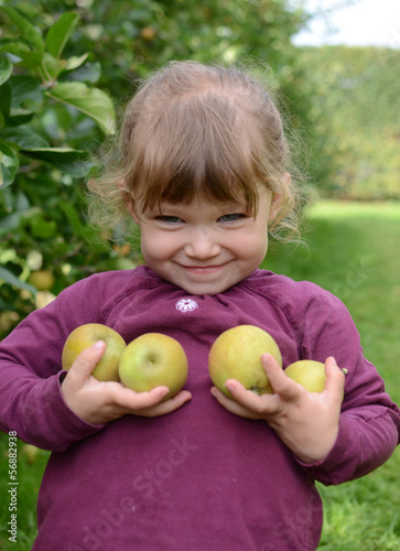 Photo: des pommes des pommes