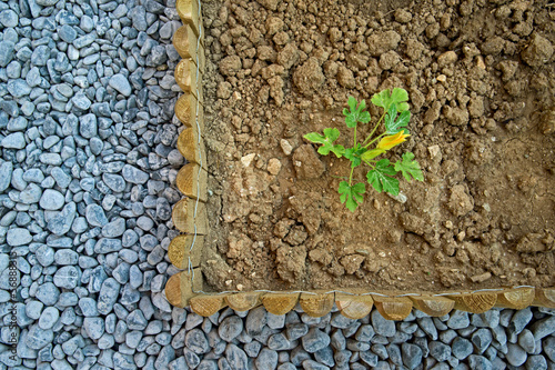 Photo: zucchini small plant zucchini small plant