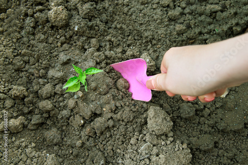 Photo: Planting on vegetable garden Planting on vegetable garden