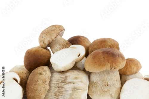 Photo: Steinpilze Steinpilze