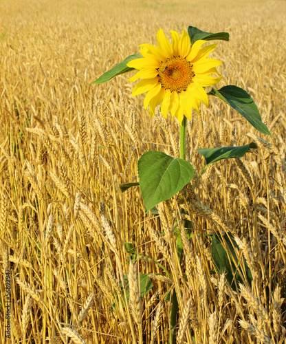 Photo: Sunflower and wheat Sunflower and wheat