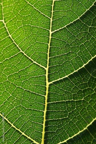 Photo: Foglia verde - texture Foglia verde - texture