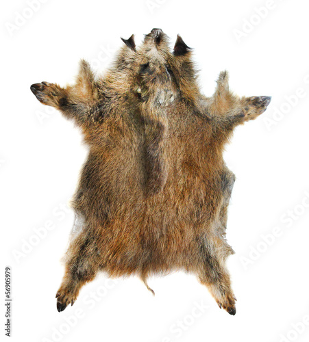 Photo: Wild boar (Sus scrofa) skin isolated on a white background. Wild boar (Sus scrofa) skin isolated on a white background.