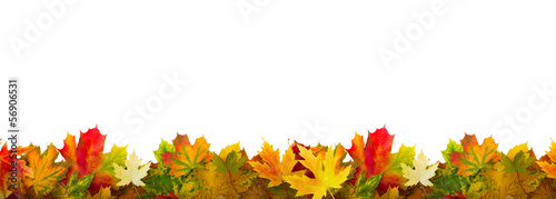 Photo: herbst laub herbst laub