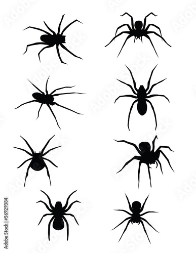 Vector: SPIDERS!!!! vector or jpeg SPIDERS!!!! vector or jpeg
