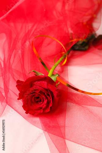 Photo: Beautiful rose on color fabric background Beautiful rose on color fabric background