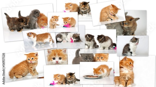 Photo: Katzen Collage Katzen Collage