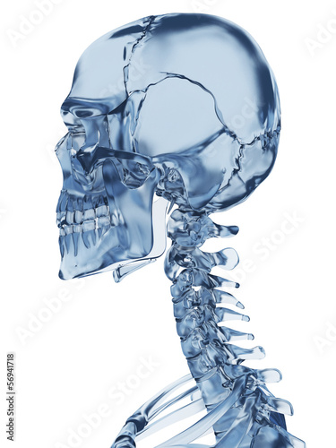 Illustration: 3d rendered illustration of a glass skeleton 3d rendered illustration of a glass skeleton