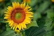 girasole su sfondo verde 2 girasole su sfondo verde 2