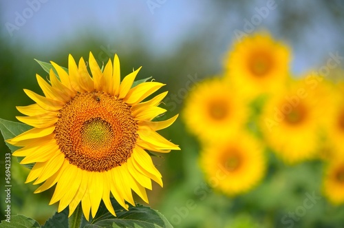 Photo: girasole primadonna girasole primadonna
