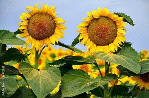 Photo: coppia di girasoli coppia di girasoli