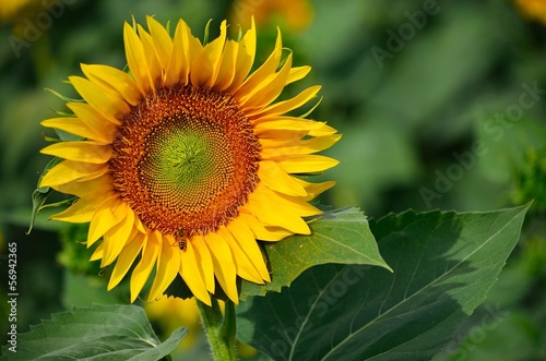 Photo: girasole su sfondo verde 2 girasole su sfondo verde 2