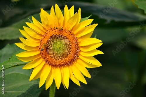 Photo: girasole su sfondo verde girasole su sfondo verde